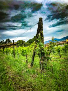 Valtenesi 2019