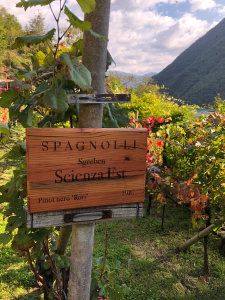 Vigneto Scienza Est Spagnolli